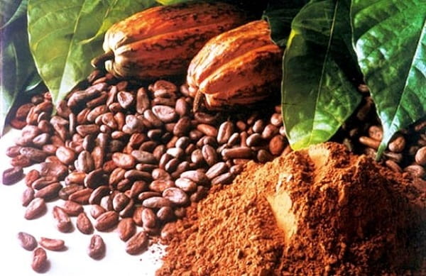 Произрастание какао
